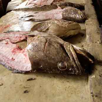 malos olores por restos de comida